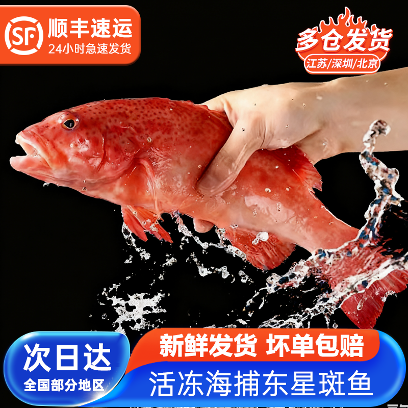 鲜承 鲜活冷冻海捕东星斑鱼新鲜 海鲜燕尾斑 深海鱼类冰冻水产