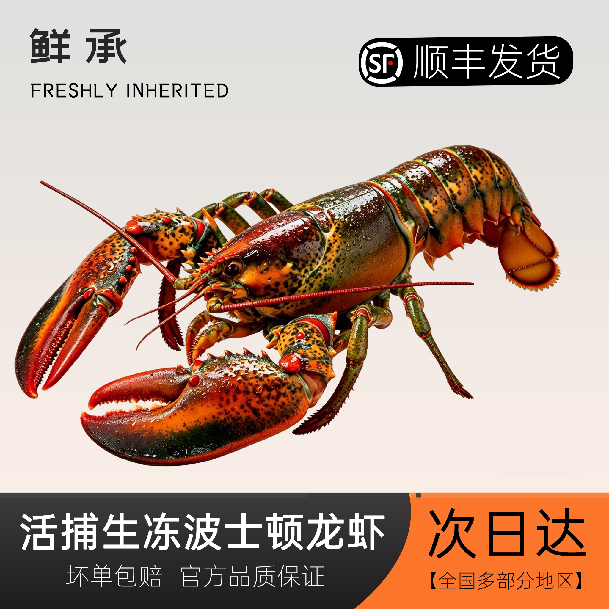 鲜承 鲜活鲜冻龙虾波龙波士顿大冻虾