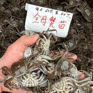全母蟹苗河蟹养殖淡水正宗大闸蟹大母体盘锦螃蟹幼苗鲜活包活到家
