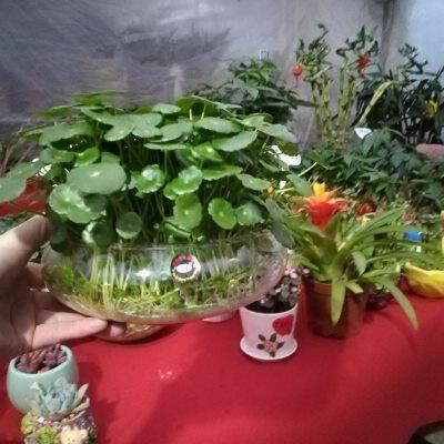 铜钱草钱多多(香菇草)简单好养 很茂盛一大盆 水培植物