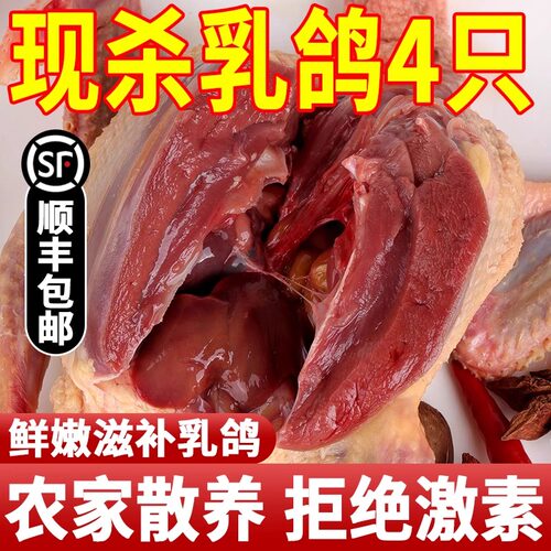 鸽子新鲜现杀活体非土鸽子老鸽子乳鸽鲜农家散养煲炖汤生鲜鸽子肉