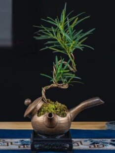 禅意茶桌造型盆景 微m景观 微盆景植物 罗汉松 新品