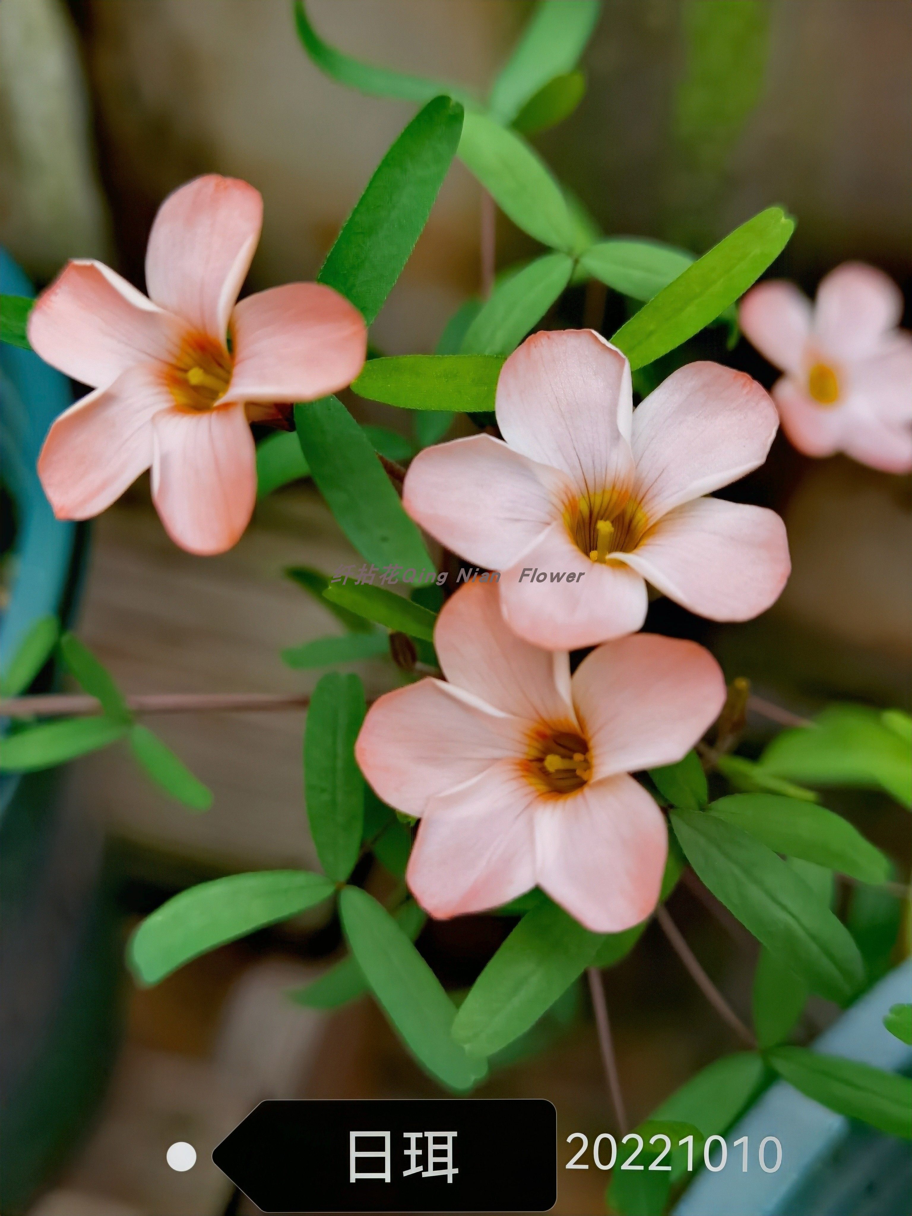 种球酢浆草/日月三姐妹/日珥月晕极地极光早秋花纤细系列3球价