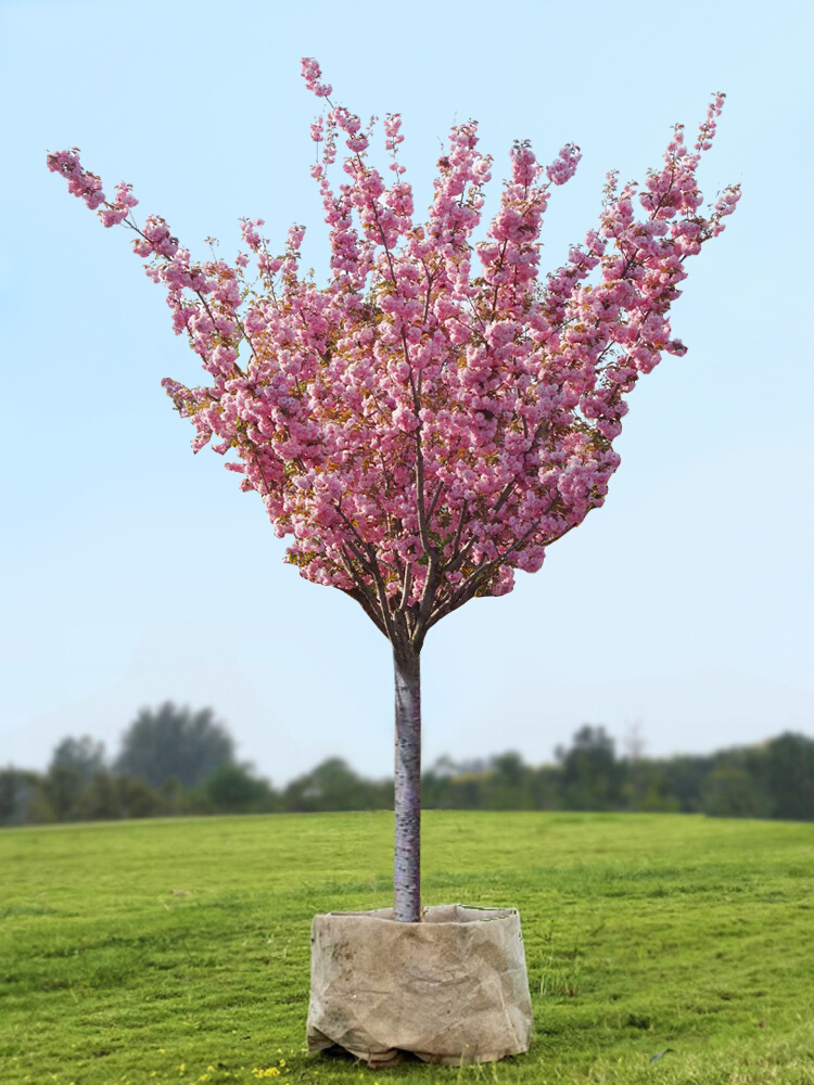 重瓣樱花树苗盆栽阳台庭院山樱花耐寒花卉高杆地栽晚樱花园风景树-封面