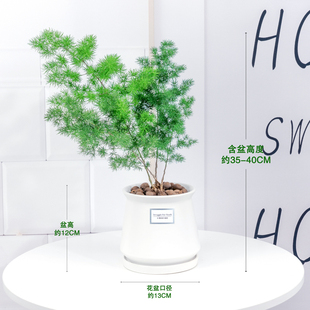 雾松盆栽四季常青好养植物球柏室内净化空气绿植松柏办公招财盆景