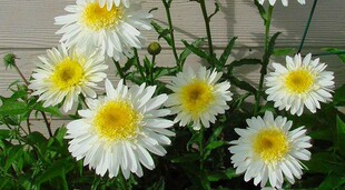 矮滨菊 麦当娜 白狮 公主 名媛盆苗  22新品滨菊花苗【鲁虹园艺】