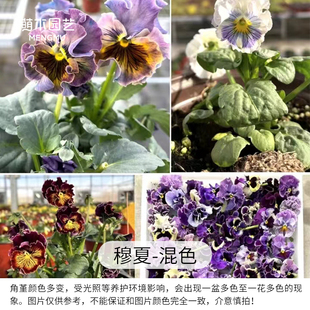 萌木园艺【日系角堇】花苗盆栽 德古拉礼服石川小苗皱边