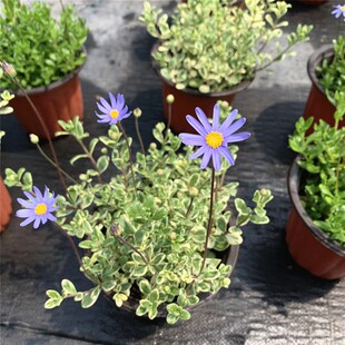 蓝色玛格丽特盆栽 花苗小雏菊室外阳台耐寒花卉花期久蓝玛包邮