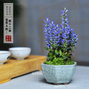 姬十二单日本山野草筋骨草巧克力片绿植花卉盆栽盆景迷你室内书房