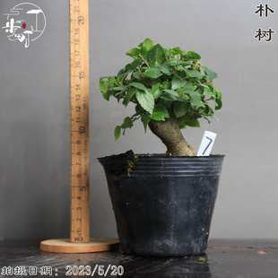 小叶朴树盆景微型盆栽熟桩精品素材一物一拍步町园艺茶室造型树
