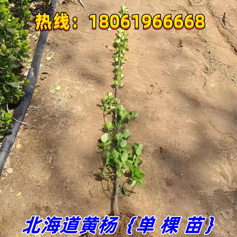 丛生北海道大叶黄杨冬青树苗w围栏围墙篱笆苗庭院绿化植物四季常