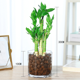 水培植物荷花竹水养盆栽室内花卉绿植文昌竹风水富贵竹净化空气好