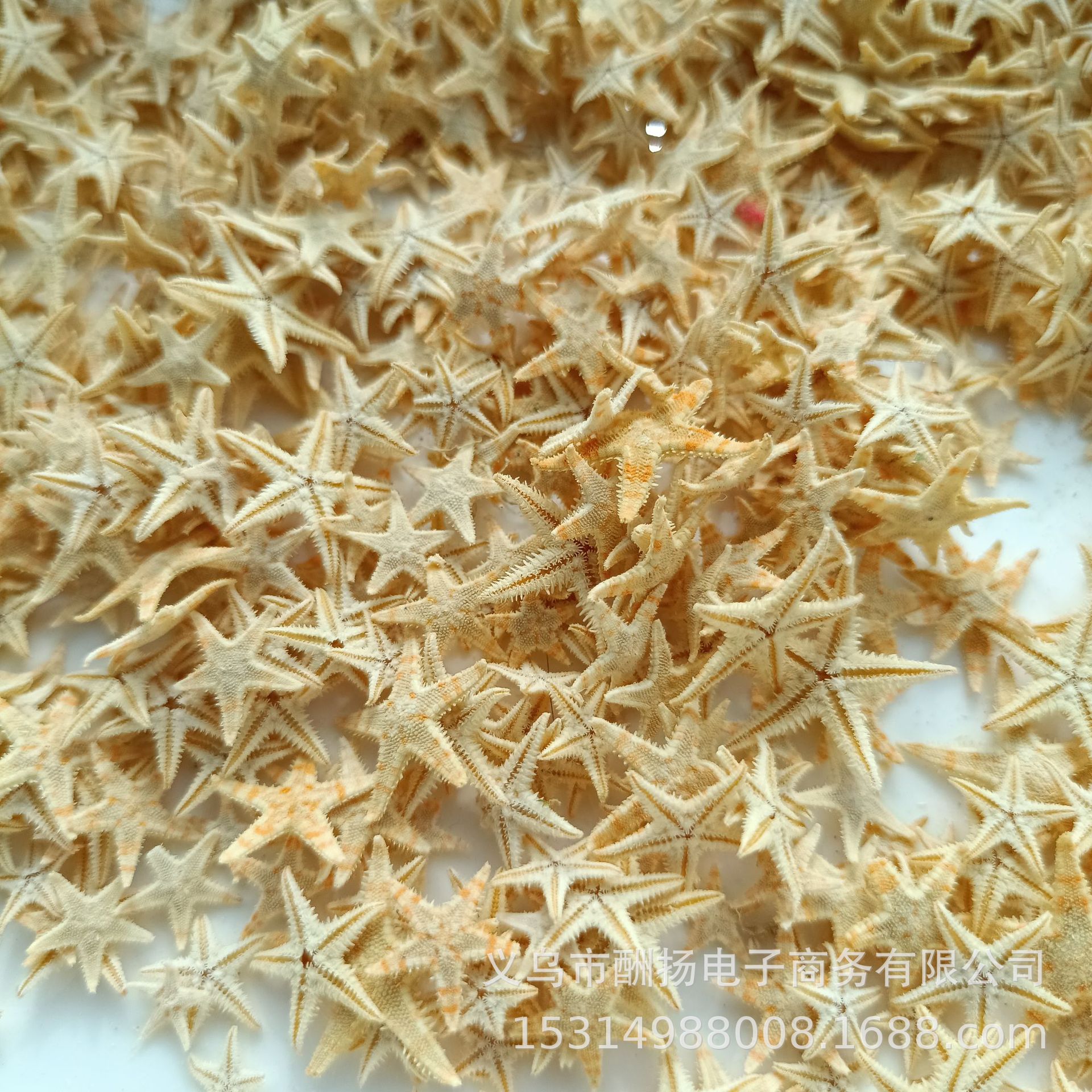 厂家直销0.5-1.2cm天然小扁海星贝壳海螺diy漂流瓶贴画相框微景观