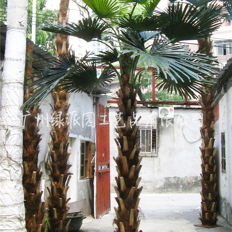 仿真棕榈树大型 假棕榈树/保鲜棕榈树/热带风景树高档住宅装饰树