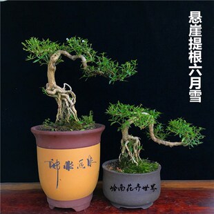 常青开花盆景福建茶雀梅黄杨 悬崖六月雪盆栽老桩树桩提根造型四季