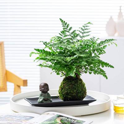 水培植物吉姆蕨苔藓球青苔铁线蕨类植物室内好养耐阴盆景懒人植物