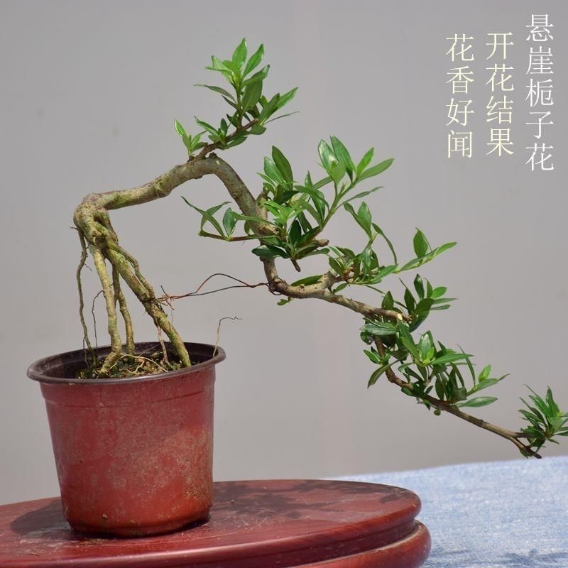 悬崖式小叶栀子花提根飘枝造型罗汉松盆景九里香白蜡女贞矮霸老桩