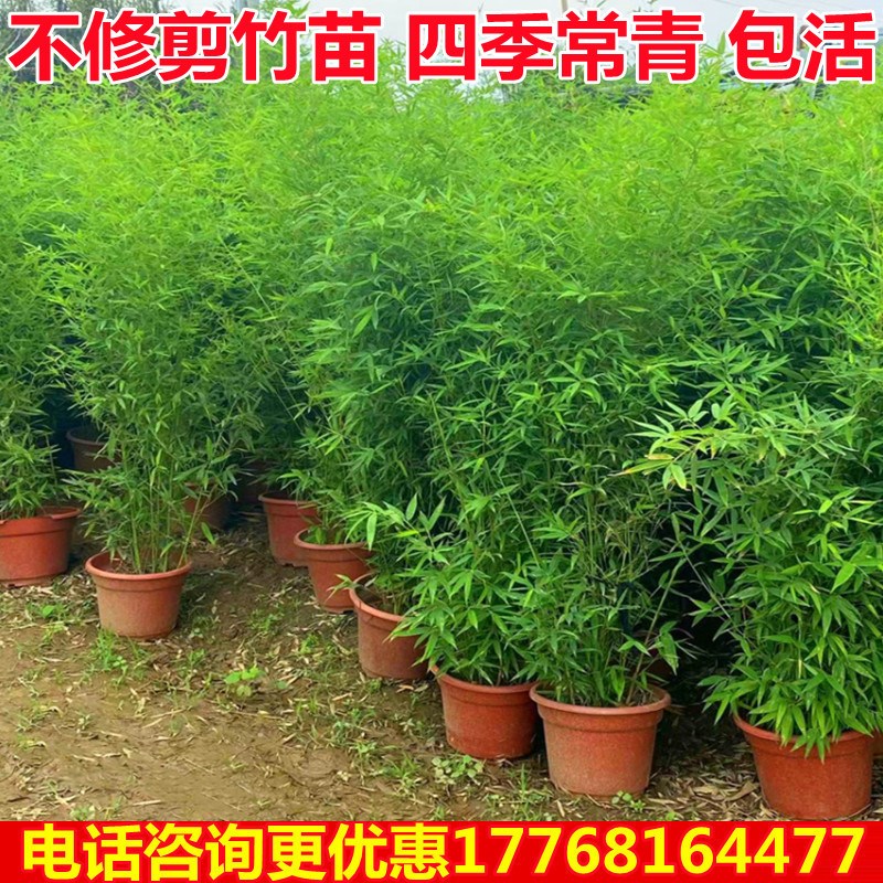 竹子苗庭院不修剪全冠带梢头不去顶景观竹金竹绿竹北方Z耐寒观赏