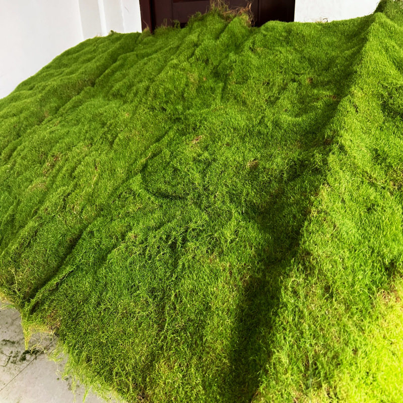 仿真苔藓草坪青苔墙园林植物园体验文化馆软装铺花卉酒店景观会展