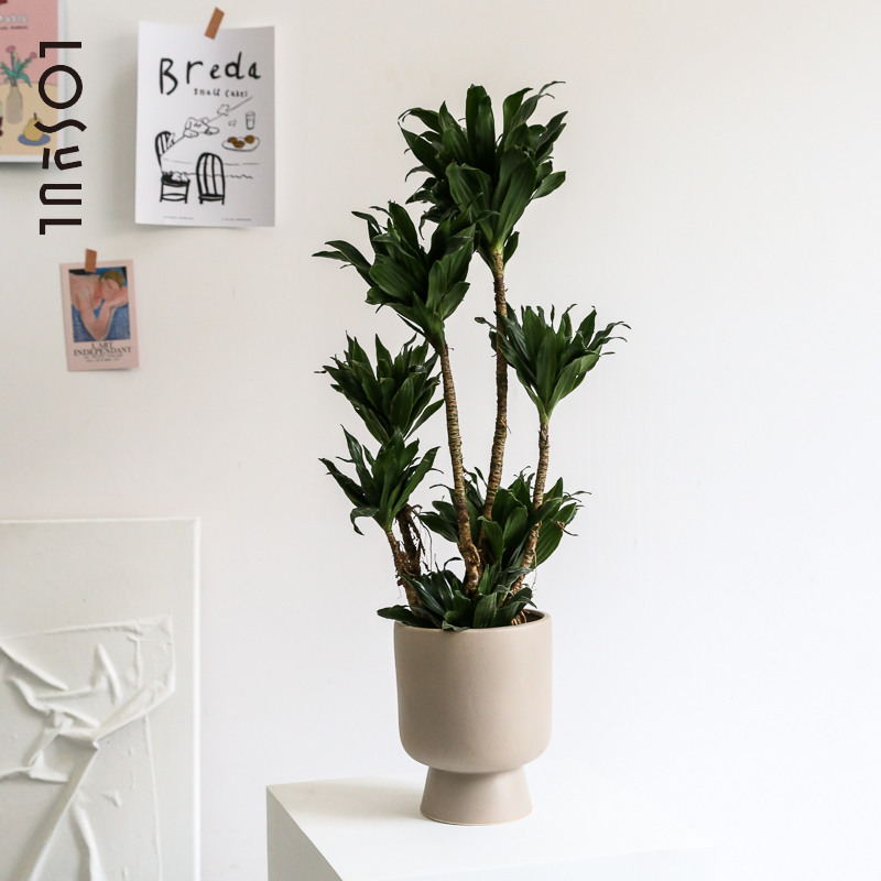 太阳神盆栽密叶龙血树造型网红室内客厅绿植大型植物