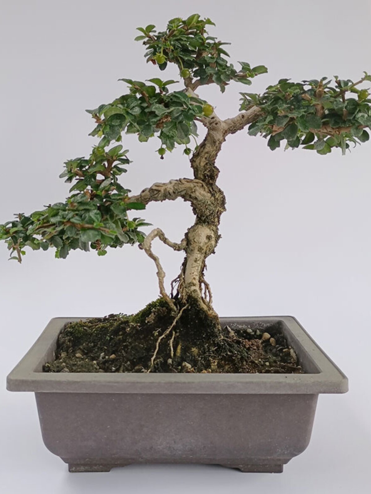 办公桌绿植盆栽摆件桌面树桩室内开花净化空气小叶福建茶盆景新款