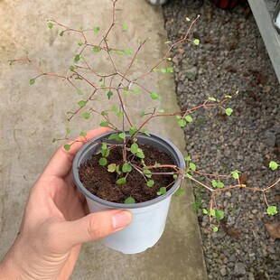 张先生心叶新西兰灌木盆栽千叶童话树苦参刺槐植物铁丝网荷兰进口