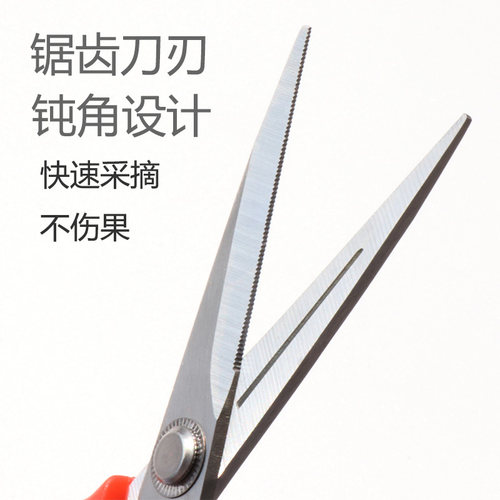 摘果剪稀果剪SK5钢镀硬铬翘头剪园林剪果树整枝剪采摘剪修枝剪