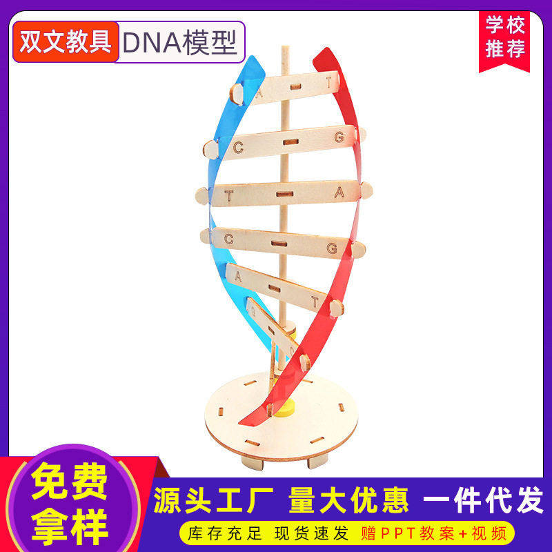 科技小制作diy人体基因DNA双螺旋模型 生物科学实验器材科普教具,玩具/童车/益智/积木/模型,科学实验,淘宝优惠券,粉丝福利购,淘宝优惠卷