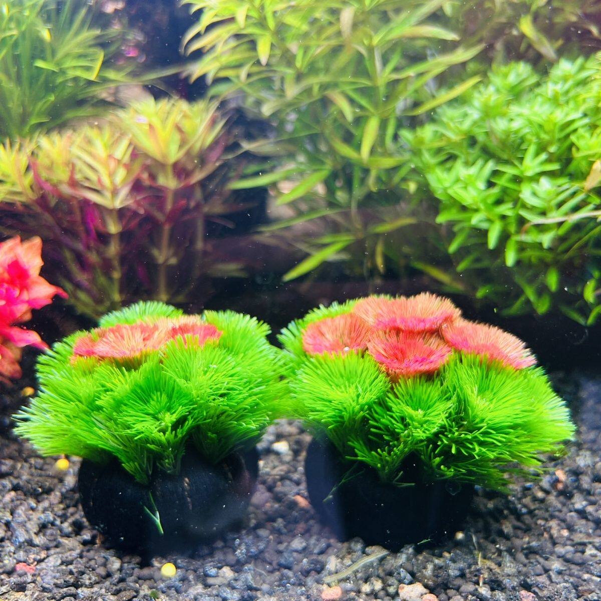新手懒人淡水鱼缸造景后景水草红菊绿菊活体植物净水增氧改善水质