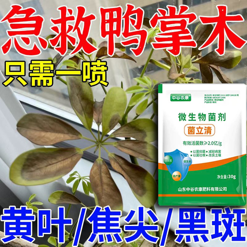 中谷农康鸭掌木营养液急救杀菌图片