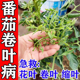 番茄卷叶病专用肥病毒病专用菌脐腐病缩叶黄叶落果黑斑灰霉病杀菌