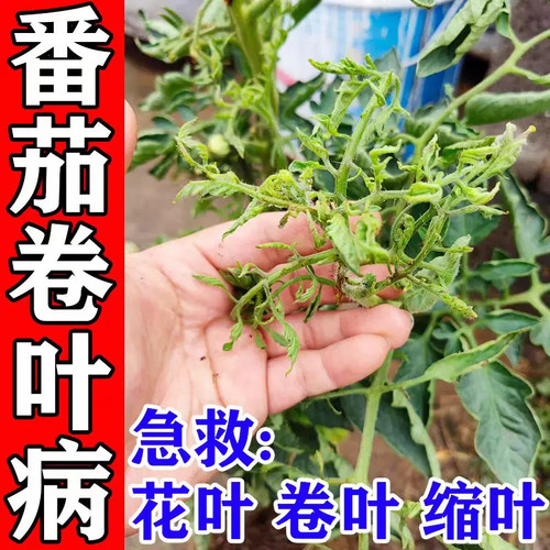 中谷农康番茄卷叶病杀菌叶面肥