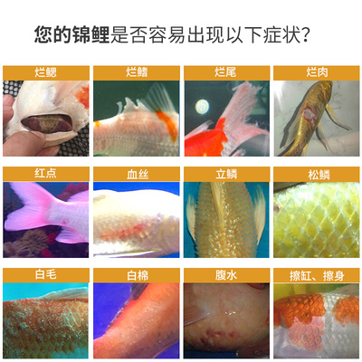 。ATA锦鲤综合护理剂锦鲤鱼药水治立鳞烂身烂尾蒙眼肠炎白毛血丝