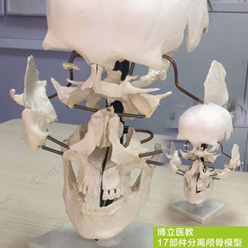 人头颅骨散件(16件) 人头骨模型 人体头骨模型 颅骨骨性分离模型