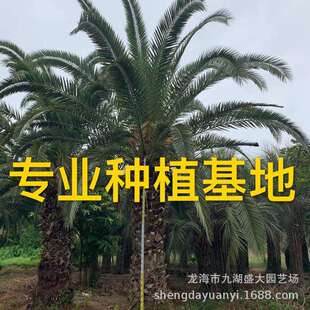 福建加拿利海枣树浙江加拿利海枣基地上海加拿利海枣价格