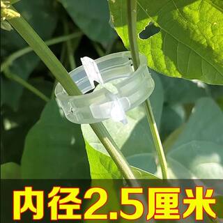 植物瓜果植物夹塑料绑蔓夹绑枝夹扶蔓夹吊蔓夹藤蔓扶蔓固定夹卡扣