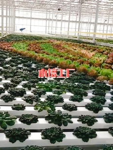 植物大棚蔬菜专业营养液无土栽培水培促 新水培气雾培蔬菜营养液