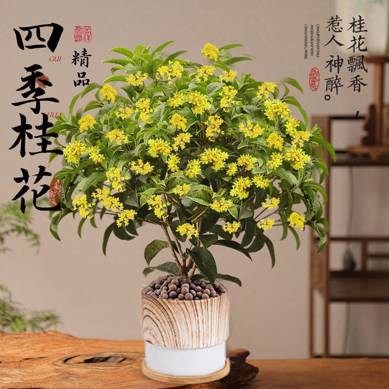 四季桂花盆栽树苗浓香型新中式盆景矮桩绿植桌面办公室内盆栽植物