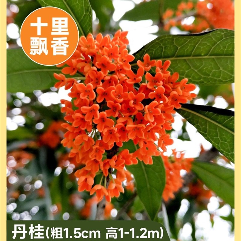 桂花树苗四季桂花卉盆栽八月桂花苗金桂大树地栽开花浓香丹桂庭院