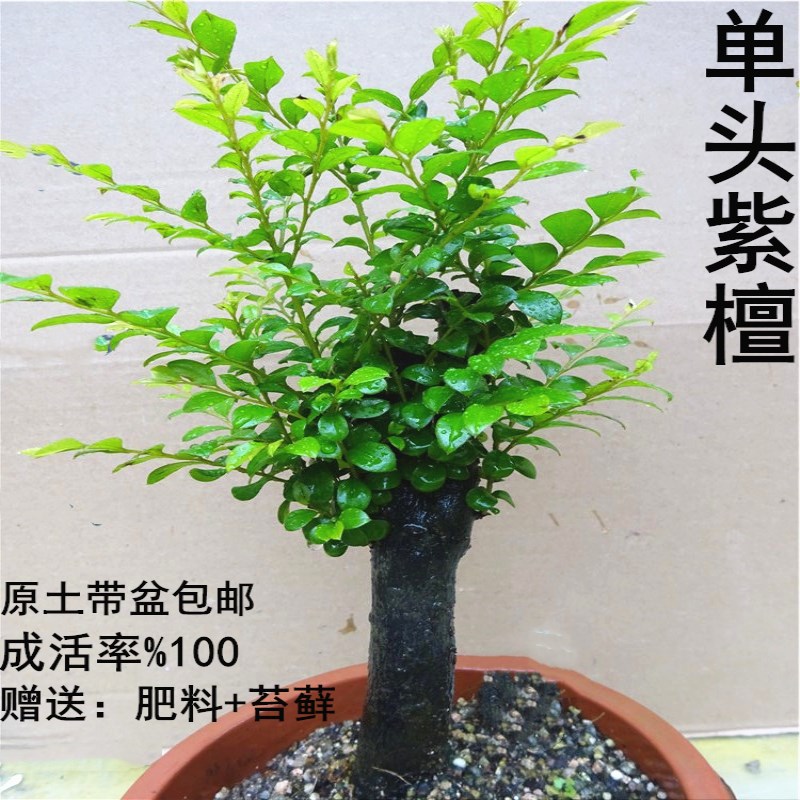 名贵小叶紫檀盆景植物树桩室内客厅盆栽花卉四季常青易养绿植包邮