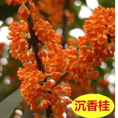 桂花树苗盆栽浓香型四季庭院地栽金桂矮桩室内花卉好养易活小盆景