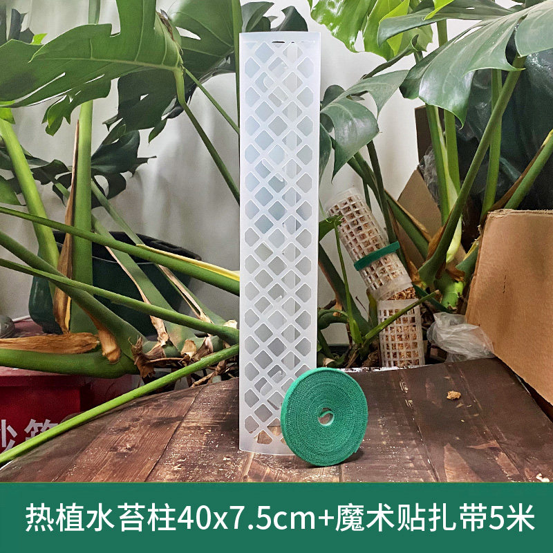 水苔柱植物水苔柱爬藤蔓绿绒龟背竹水苔柱水苔柱网绿箩气根攀爬柱,珠宝/钻石/翡翠,翡翠裸石/蛋面,淘宝优惠券,粉丝福利购,淘宝优惠卷