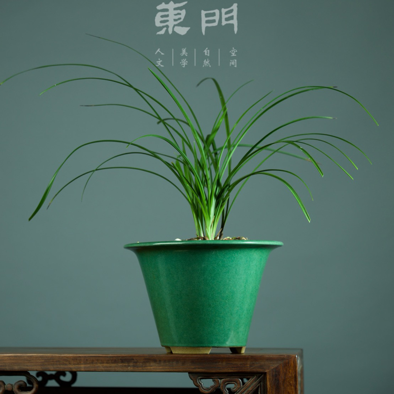 轻奢 东门青箬笠茶沫绿釉斗笠紫砂兰花盆 春兰建兰莲瓣莲蕙兰盆