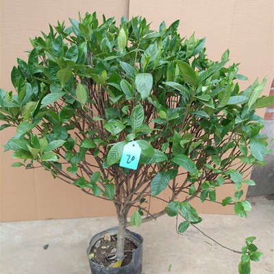 栀子花香盆栽栀子花苗绿色开花植物阳台花卉室内客厅栀子花树苗