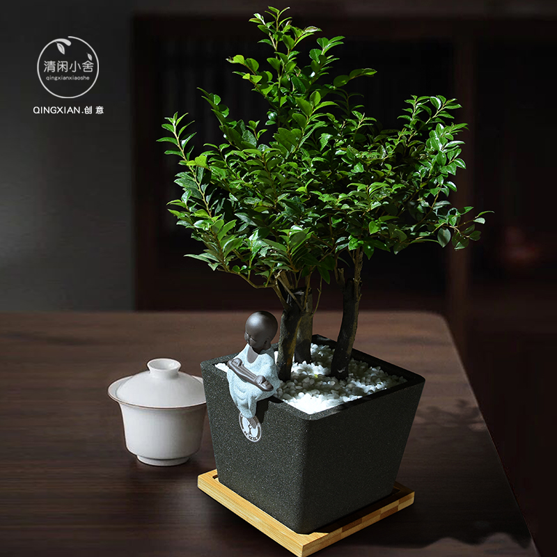 室内紫檀小盆栽小叶禅意植物送礼创意礼物黑骨茶绿植四季常青盆景
