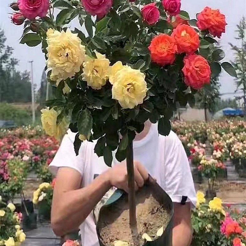 树桩月季棒棒糖花苗特大花浓香盆栽果汁阳台玫瑰四季开花耐寒花卉