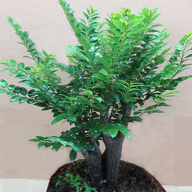 小叶紫檀盆景树桩树苗室内客厅植物办公桌面花卉绿植四季常青盆栽