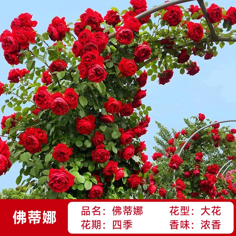 蔷薇花苗藤本特大花月季爬藤植物四季开花玫瑰花卉室外庭院大盆栽