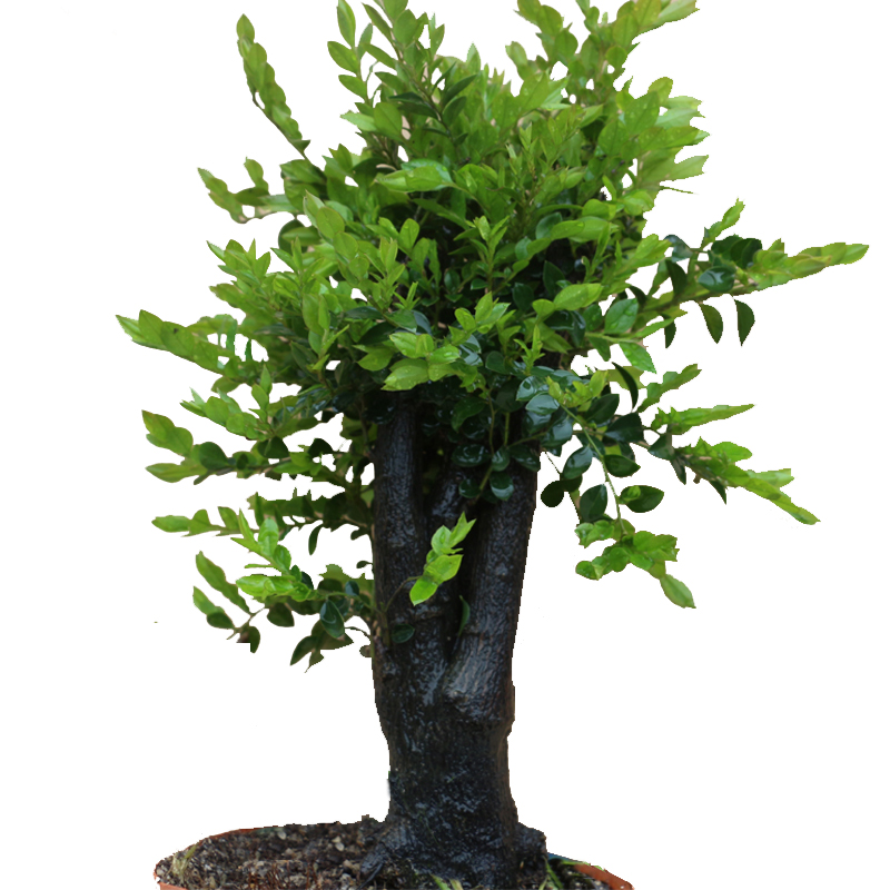 名贵小叶紫檀盆景树桩单头熟桩檀木室内客厅桌面绿植盆栽花卉植物