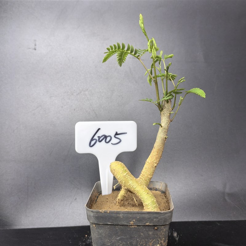 合欢树盆景庭院阳台观叶观花植物桌面盆栽合欢树桩芙蓉花树苗耐寒